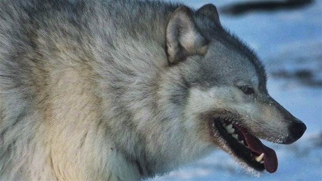 Un loup adulte dans la toundra canadienne