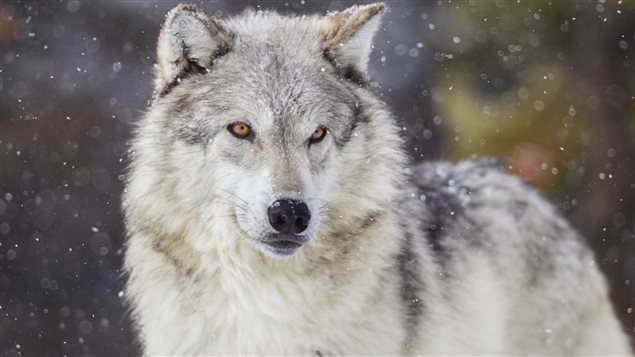 Le loup, l'animal préféré de Pascal Laliberté de l’entreprise L’Gros Trappeur de Guérin au Témiscamingue 