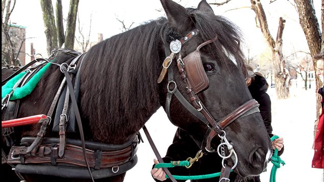 La jument Miss Pepsi, digne représentante de la race du cheval canadien lors du lancement des festivités entourant le 350e anniversaire du cheval canadien.