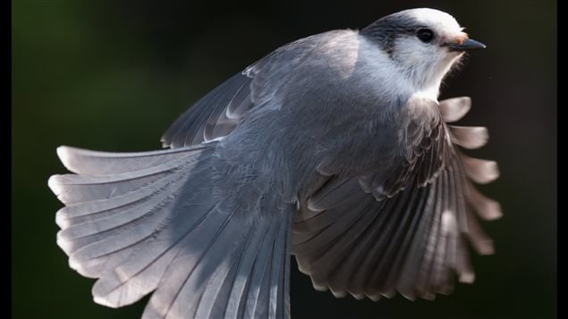 The gray jay is intelligent, tough and friendly--quintessentially Canadian, says expert.