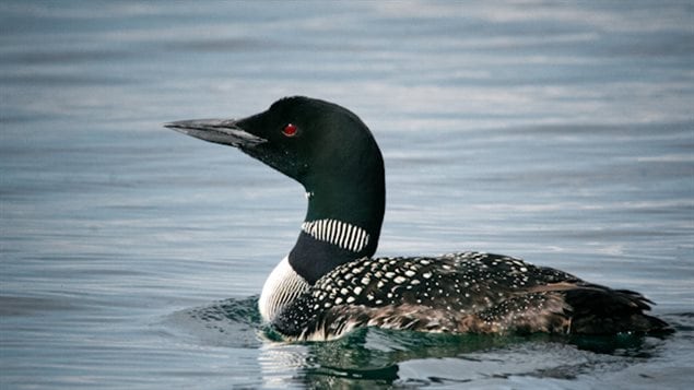 The iconic loon made the short list but is Ontario’s provincial bird.