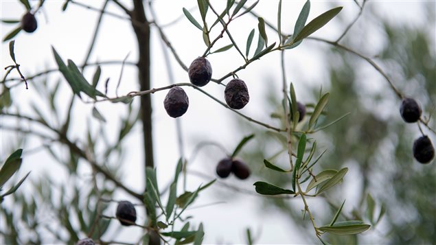Oliviers attaqués par la mouche de l'olive en Provence Oliviers attaqués par la mouche de l'olive en Provence
