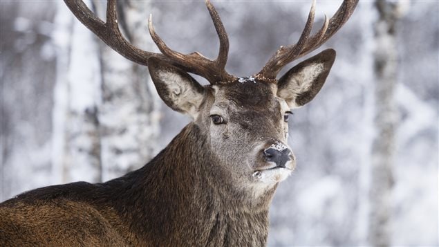 Un caribou dans son habitat naturel Un caribou dans son habitat naturel
