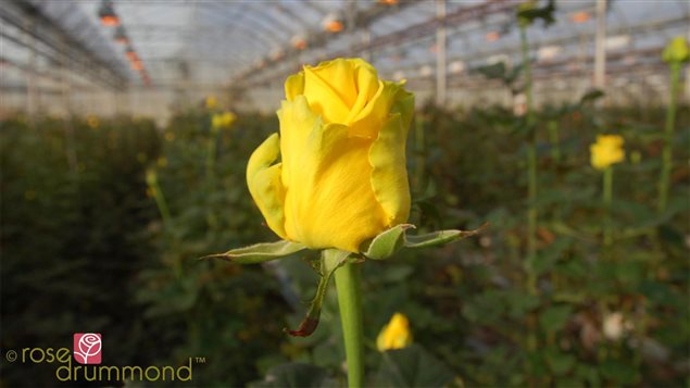 Serre de Rose Drummond Serre de Rose Drummond
