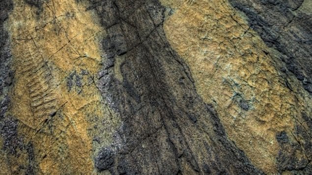 Des fossiles de 550 millions d’années se retrouvent dans les roches de Mistaken Point 