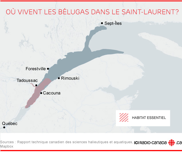 Où vivent les bélugas dans le Saint-Laurent?