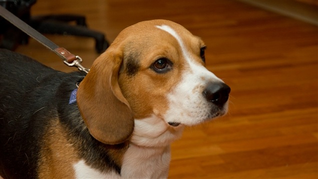 Le beagle de l'École Perce-neige, à Pierrefonds-Roxboro, Moustique Le beagle de l'École Perce-neige, à Pierrefonds-Roxboro, Moustique