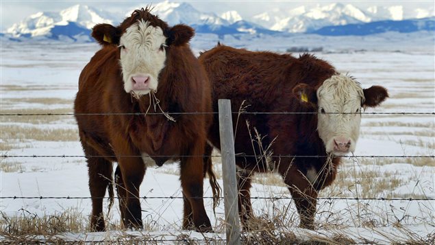 فرضت كوريا الجنوبية حظراً مؤقتاً على لحم البقر الكندي في شباط (فبراير) 2015 في أعقاب اكتشاف بقرة مصابة بهذا المرض في محيط إدمونتون.
