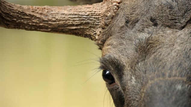 A close up of a moose's eye and horn.