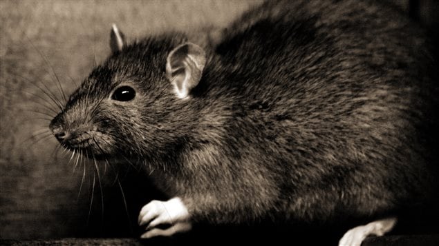 Tout comme les humains, certains rats sont plus susceptibles de prendre du poids tandis que d'autres resteront maigres, peu importe la quantité de sucre ou de graisse qu'ils mangent.