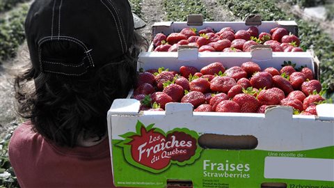 Les fraises du Québec