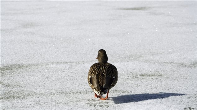 Un hiver difficile pour la faune ailée des côtes atlantiques