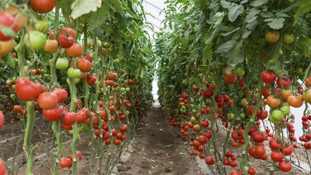 Des tomates cultivées en serre Des tomates cultivées en serre
