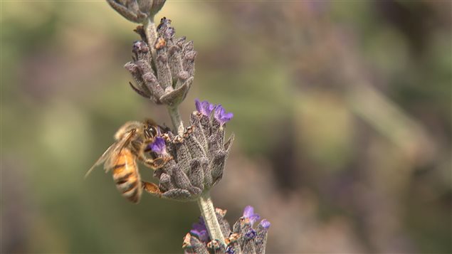 Abeja obrera trabajando