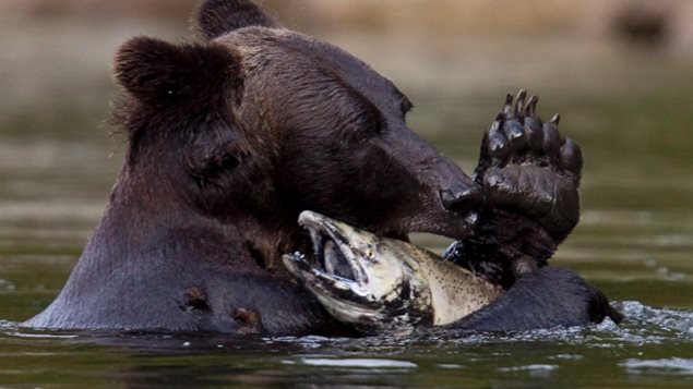 Chasse à l'ours grizzly en Colombie-Britannique : Resserrer les règles 