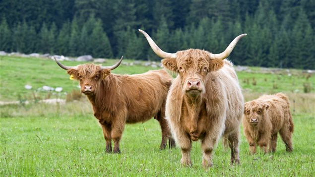 boeuf highland boeuf highland