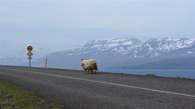 Two sheep are pictured walking along an isolated road in Iceland. Fjord waters and snow-covered mountains are pictured in the background. 