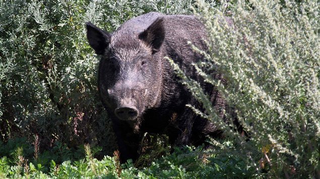 Un sanglier sauvage
