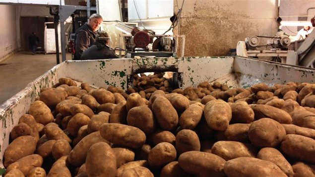 Le Manitoba a produit 70 000 acres de pommes de terre en 2013 et en a tiré 192 millions de dollars