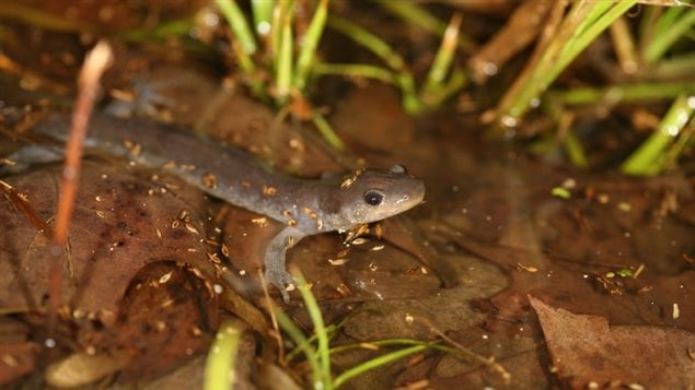 Au regard de son statut précaire, la salamandre fait partie des espèces qui tiennent à cœur la ville de Blainville dans son souci d'améliorer les infrastructures tout en préservant l'environnement
