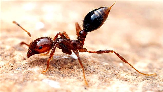 Résultats de recherche d'images pour « fourmis rouges »