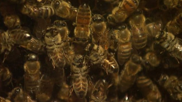 Des abeilles dans une ruche