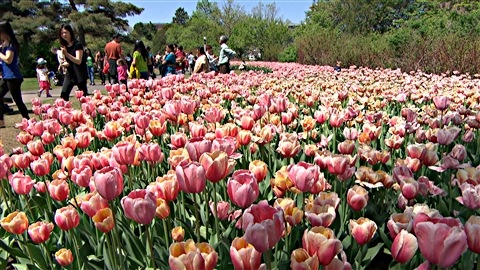 Le Festival canadien des tulipes d'Ottawa 