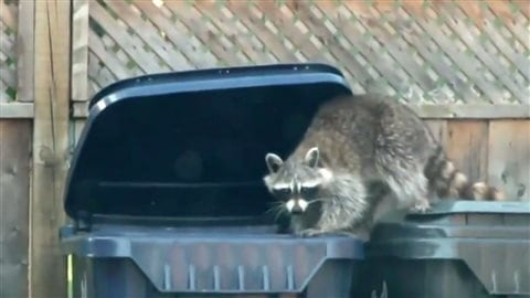 Un raton laveur fouille dans des poubelles à Toronto.