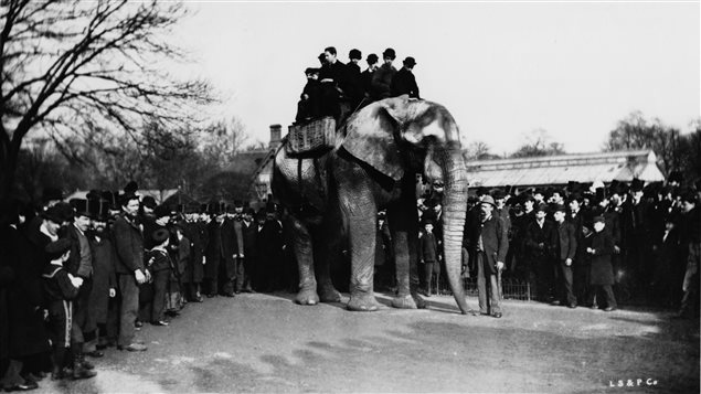 Des gens font un tour sur le dos de Jumbo l'éléphant, au Zoo de Londres en 1880. Des gens font un tour sur le dos de Jumbo l'éléphant, au Zoo de Londres en 1880.