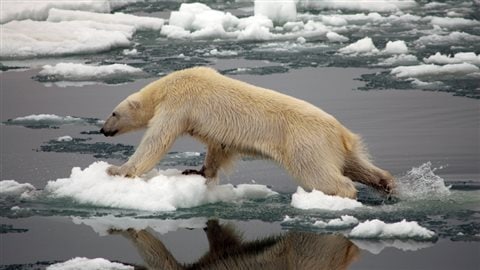 L’ours blanc, ne compterait plus que de 30 000 à 25 000 individus à travers le monde