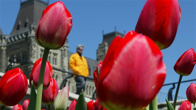 La aparición de los tulipanes marca el fin del invierno en Canadá.