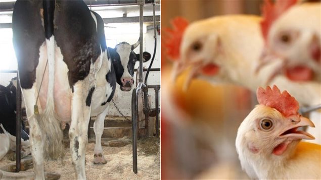 La vache laitière, le poulet d’élevage, le porc et autres chevaux occupent une place de choix dans l'industrie agroalimentaire de la région