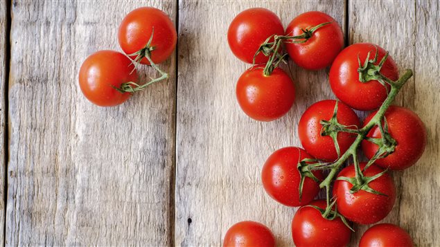 La tomate doit être cultivée dès les premiers rayons de soleil du printemps. La tomate doit être cultivée dès les premiers rayons de soleil du printemps.