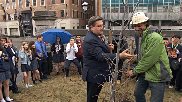 Denis Coderre, alcalde de Montreal, siembra un árbol.