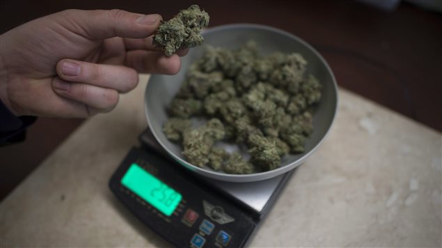 Marijuana is weighed at a Vancouver medical marijuana dispensary. The drug is available with a doctor's prescription. We see a round metal scale filled with marijuana. A hand to the left of scale is holding a batch of the weed.