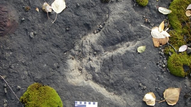Une empreinte laissée par un dinosaure et conservée dans la roche près de Williston Lake en Colombie-Britanique.