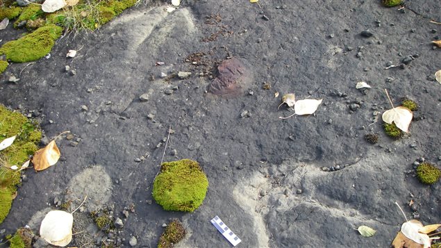 Las huellas descubiertas hablan de un tránsito frecuente de dinosaurios por el lugar.