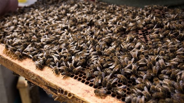 Yves Garez possède plusieurs centaines de milliers d'abeilles.