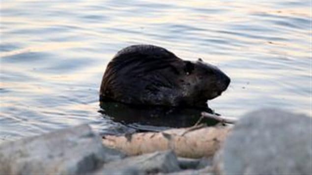 Un castor au bord de l'eau
