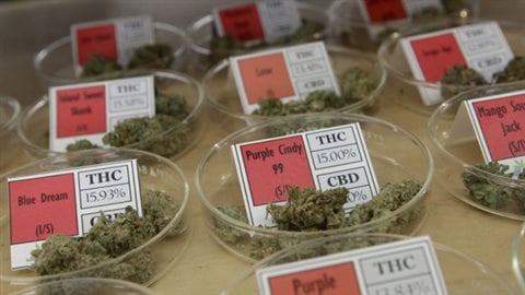 Le registre est financé en partie par le Collège des médecins et trois producteurs de cannabis destiné à l'usage médical, soit Bedrocan Canada, Mettrum Health et Tweed Marijuana.