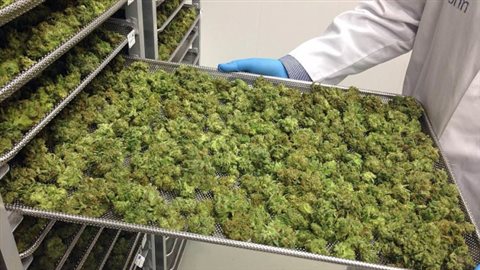 L'intérieur d'un centre de la marijuana médicale au Canada. (Lisa Xing / CBC)