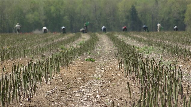 Récolte d'asperges dans les Fermes Horticoles LMR à Saint-Liguori (Québec) Récolte d'asperges dans les Fermes Horticoles LMR à Saint-Liguori (Québec)