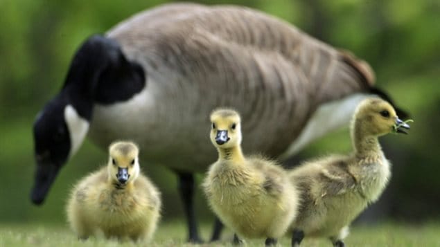 Une famille d'oies bernaches. 