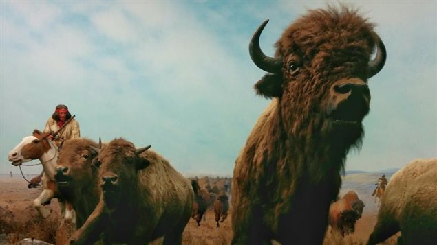 Des bisons exposés au musée.  Photo :  Radio-Canada/Michel Saba