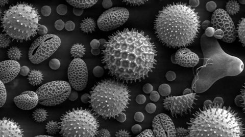 A microscopic image of various types of plant pollen. Seasonal allergies may be caused by pollen from some trees, grass and weeds, as well as mould spores. 