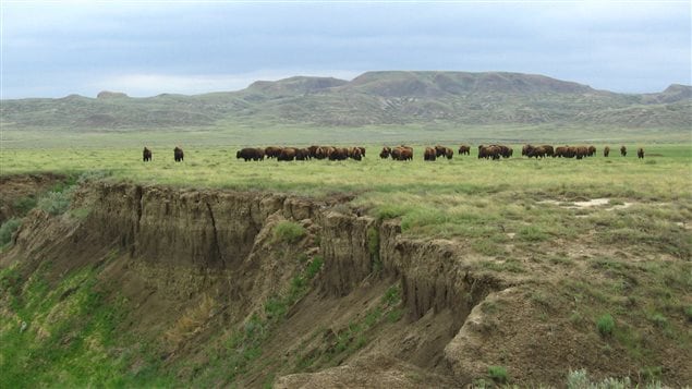 Bison herd at Grasslands National Park in Saskatchewan. 