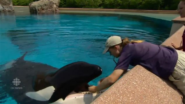 ska is the only orca whale in captivity in Canada. She no longer performs and is in retirement at the Marineland amusement and wildlife park.