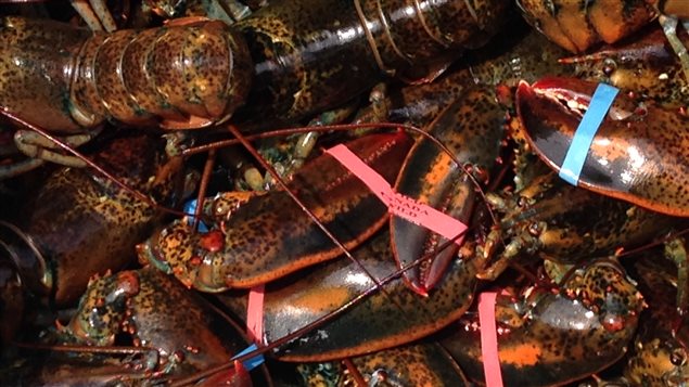 Du homard des Îles-de-la-Madeleine