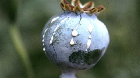 Cuts are made in the closed seed pod and the latex like liquid is collected to create the drugs, legal, and illegal.