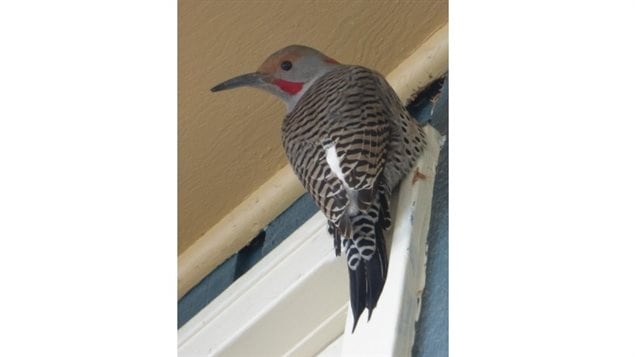 The northern flicker woodpecker is drilling holes in some Calgary homes, like this one in Bonavista. 